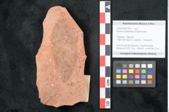Foto (Objekt + Etikett) von Quercus palaeoilex Ettingshausen (NHMW-GEO-2024-0188-7965)